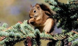 松鼠爱坚果新闻爆料,揭秘松鼠对坚果的疯狂热爱